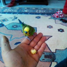 erdennn1