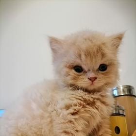 HYEBKMR