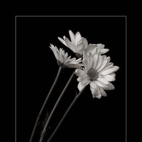 TheBlossom