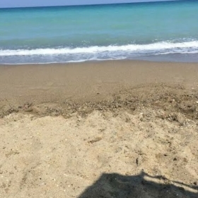Almiraxmersin