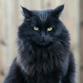 Leoo__