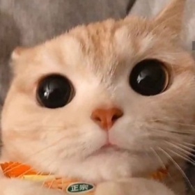 doraasuu_
