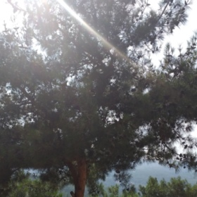 Umutyesil