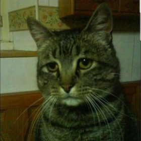 Ozanimoo