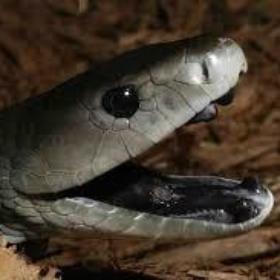 DarkMamba