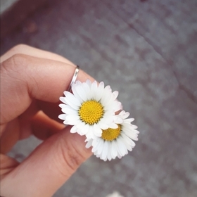 Paleflower