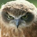 KillerOwl