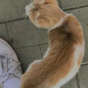 kireyzygorl