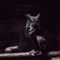 birdalmalbora