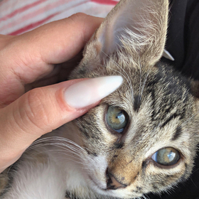 sudeoffline