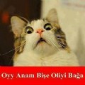 KediBeniSeni7