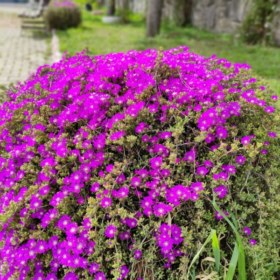 Erkan_35