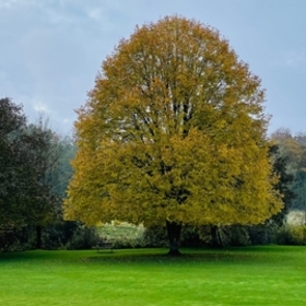 Ollaluna00