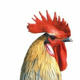 adananınkuzeyi