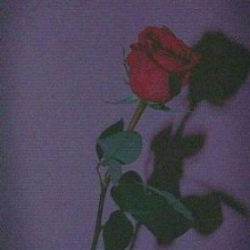 berenAltn_