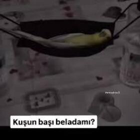 valex_samet