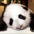 HüzünlüPanda