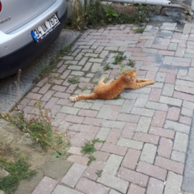 ponciktosba