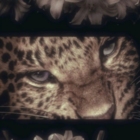 melekssssyyy