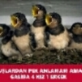 Bılalseyrek