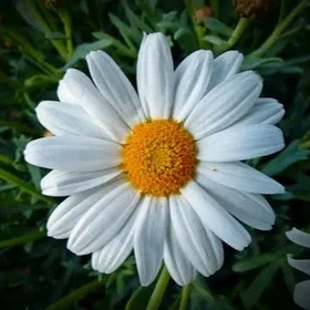 damla81819