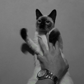 gizlibey023