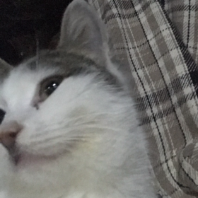 nehiiirs