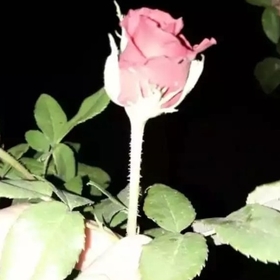 EMİNAĞA