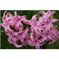 jacinthe