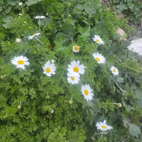 umaysıla