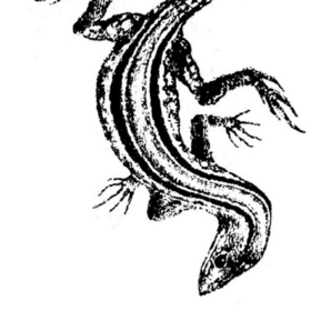 utanmayanbirerkek