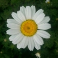 rosalya