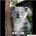 HerbokuBilenAdm