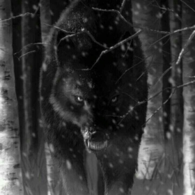 Brawenwolf