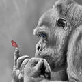 Monkey2girl
