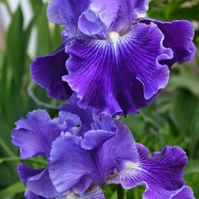 irisflower