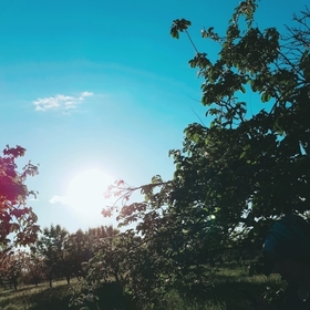 Mavrixa