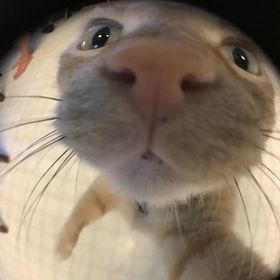 sjcisude