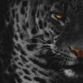 Blackandwhite3434