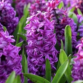 Kafasıkarışıkkişi