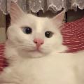 berkayinthehouse