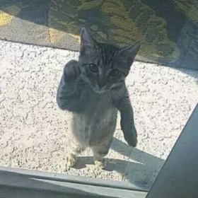 nahcekenkedi