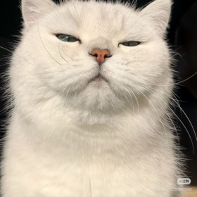 Whitegril