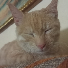 çirkinfemcel