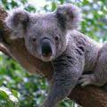 kkoala