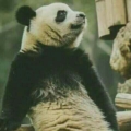 Pandacık2