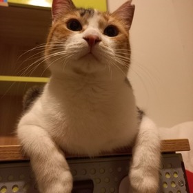 catwomenx