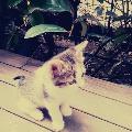 princesse