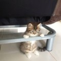 Uçamynkuş