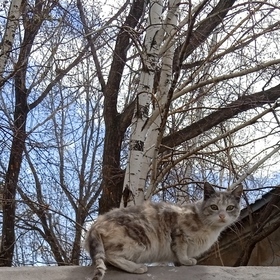 Şeybi